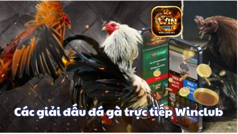 Các giải đấu đá gà trực tiếp được quan tâm nhất tại Winclub