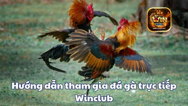 Hướng dẫn tham gia dagatructiep Winclub